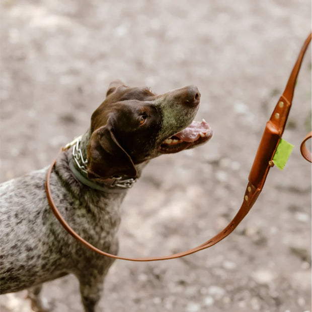 Premium Leather Dog Leash with Dual Rollers | 5.5 ft, Durable Brass Hardware